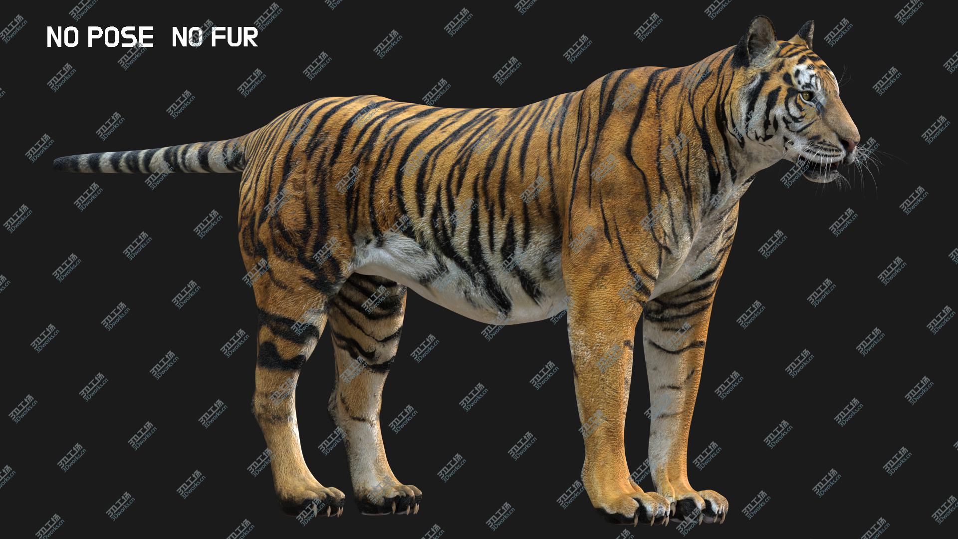 images/goods_img/2021040232/Tiger Fur 3D model/5.jpg
